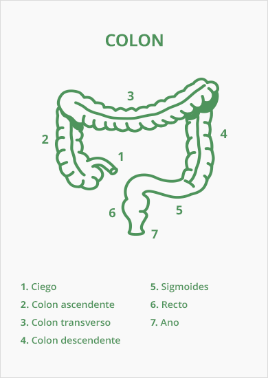 Partes del colon